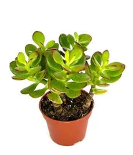 Jade Succulent Crassula Succulents Easy Care, 2" Pot