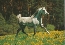 Arabian horse, Niran, postcard