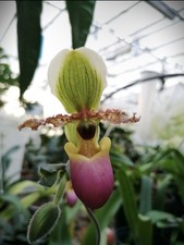 Paphiopedilum victoria-mariae Huge Merlot White Green Orchid Species 9  Pot