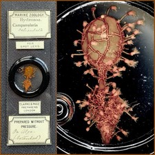 Clarke & Page Antique Microscope Slide Campanularia Caliculata Hydrozoa On Algae