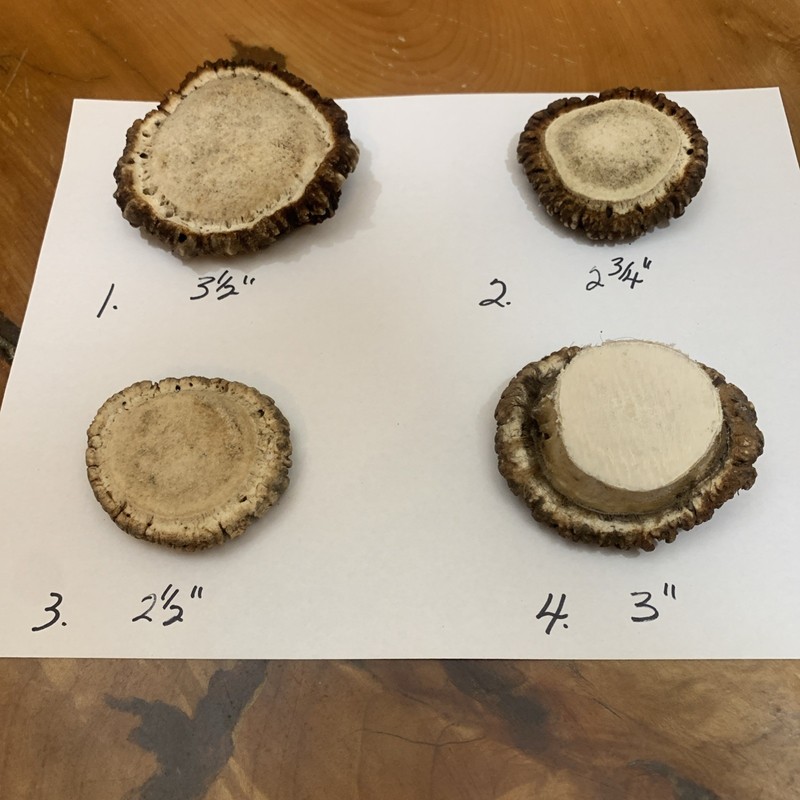 4 Elk Antler Burr /great Carving Or Crafts