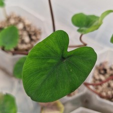 Pre-Order Colocasia Esculenta 'Black Magic' – Rare Elephant Ear Plant see descri