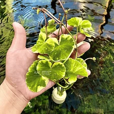 Hydrocotyle Leucocephala Variegated | Aquarium Plants Factory®