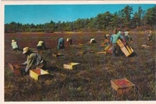 Cranberry Picking Time-CAPE COD, Massachusetts