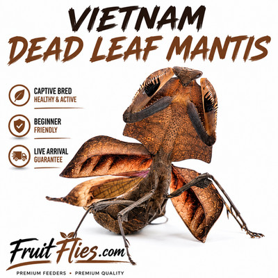 Live Praying Mantis Vietnam Dead Leaf Mantis I2-I3 Exotic Pet Insect (gorochovi)