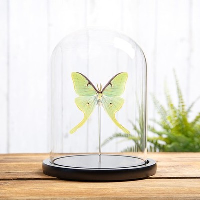 The Luna Moth in Glass Dome With Wooden Base (Actias luna)