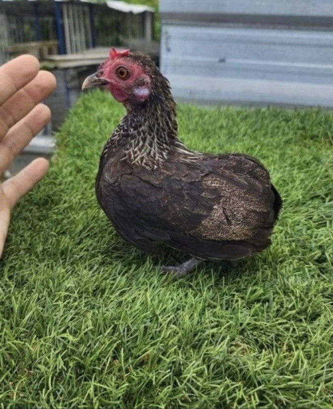 Kikiriki hatching eggs eBay