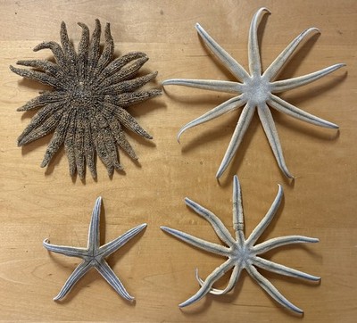 Nine-Pointed Starfish Lot Of 4  Luidia senegalensis  5.5-9  Lee County Florida