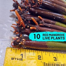 Red Mangrove Tree 10 Live Plants 7-11" WITH ROOTS, Saltwater Freshwater Aquarium