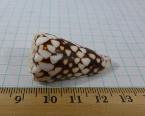 Conus bandanus, 39mm F++ Philippines