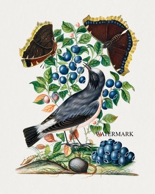 1768 James Bolton REPRO Northern Wheatear, Bilberry and Camberwell Beauty Pupa