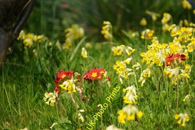 Foto A2 Gras mit Kuhflucken und Primel Backwell Garten Grasland, n c2014