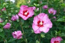 15+ Pink Rose of Sharon Hibiscus Flower Seeds / Perennial