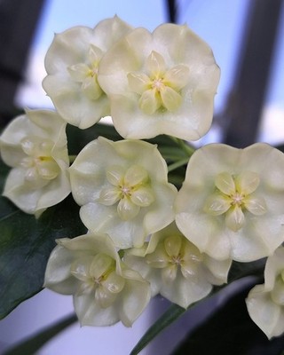 Hoya Narcissiflora Rare Wax Plant