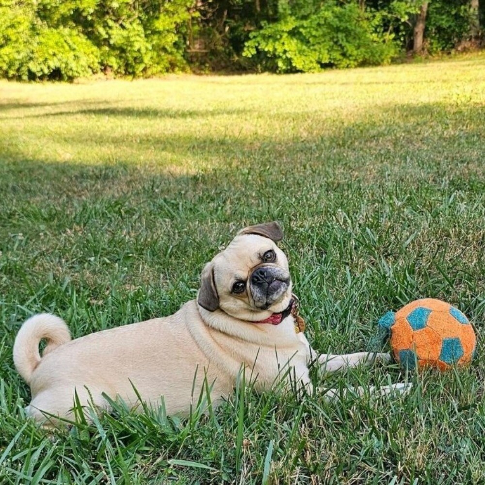 Soccer Squeak Ball Dog Toy - Orange/Blue - S