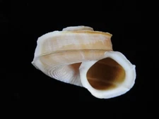 Land Snail Tropidophora cuvieriana 62mm ID#8769