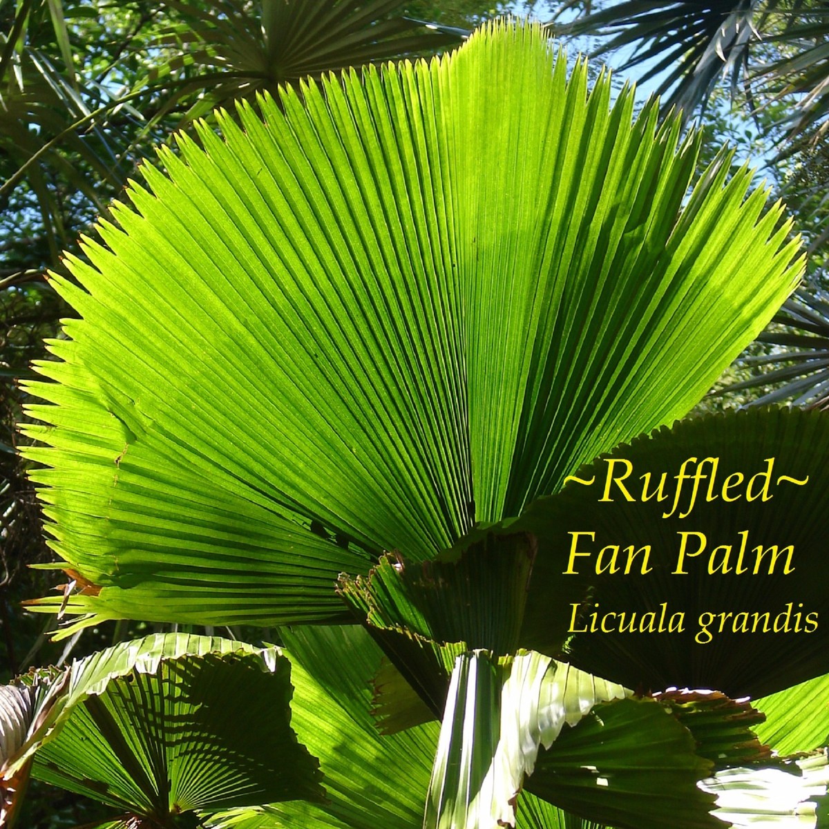 philodendron burle marx plant Philodendron Burle Marx