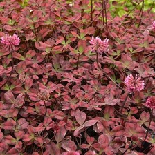 Trifolium clover plug plants burgundy red leaves garden perennial, pack