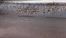 Mt. Hedland Salt evaporating pond salted twigs #04 35mm VTG Photo Slide PS1.