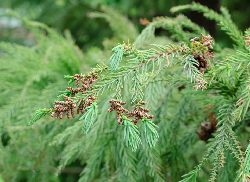 JAPANESE CEDAR 30 SEEDS CRYPTOMERIA JAPONICA EVERGREEN TREE FOCAL POINT SHADE - Image 3 of 4