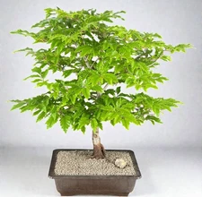 Dwarf European Beech Bonsai Tree 32"H Outdoor Deciduous Fagus sylvatica Sandrode