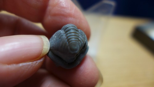 GEOLOGICAL ENTERPRISES Ordovician Fossil Trilobite Flexicalymene meeki Ohio - Picture 4 of 6