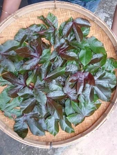 200+ Dried Red Jatropha Curcas Leaves | Ratanjot Laljari Yatilung Jadi Herbs