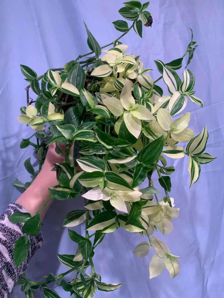 Tradescantia fluminensis sub. variegata esquejes - Imagen 2 de 4