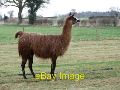 Photo 6x4 Llama surveying its territory Stratton Strawless This llama sha c2008