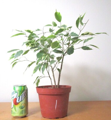 Variegated leaf ficus benjamina for mame shohin bonsai #1