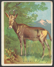 AMERICAN TOBACCO (LATER) - ANIMALS - KONZI