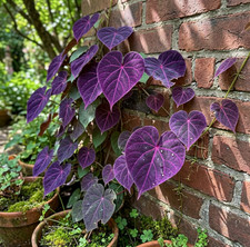 20 hermosas semillas raras de corazón púrpura para tu jardín o patio flores coloridas