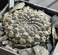 Euphorbia gymnocalycioides RareSucculent cactus Plant Garden Décor 3CM