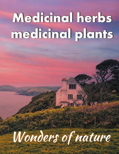 Helga Schilden (U. A.) | Medicinal Herbs / Medicinal Plants | Taschenbuch (2021)-image