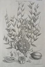 Tragacantha Orientalis Gum Plant Legume Seeds Leaves 1745 Ehret botanical print