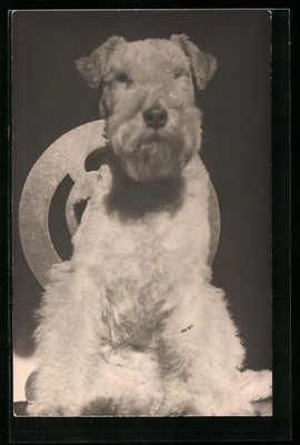Foto-AK Terrier mit lockigem Fell 