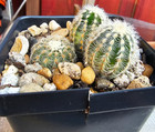 Noid Cactus Plant