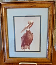 Vintage 1970's Pelican Bird Print Oak Wood Framed & Matted Under Glass 12"X10"