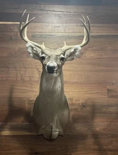 8 Point Whitetail Buck Shoulder Mount Antler Deer Taxidermy 