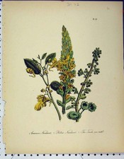 Original alter antiker Druck Gewöhnliches Nabelkraut gelb Touch Me Not Botanical