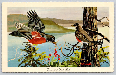 Postcard - Amer. Robin - Connecticut State Bird - Ken Haag Painting, 1967 (A5)