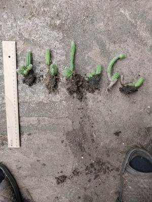 Chamaecereus silvestrii (Erdnusskaktus)       je eine Pflanze WYSIWYG 