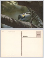 Myrtle Warbler Bird Mirro-Krome Postcard H.S. Crocker Photo by Jeff Rosberg