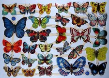 Glanzbilder Schmetterling Butterfly EF 7444 Glanzbild Bild Posiebilder 333
