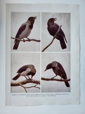 Alter Vintage Farbdruck Britischer Vogel Kapuze Krähe Aas Krähe