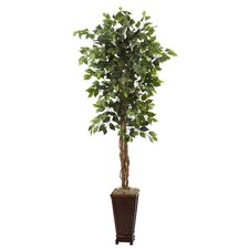 6.5 Ficus w/ Decorative Planter