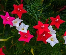 75+ Cypress Vine Mix Seeds **Fresh Seeds** ~~Free Shipping~~