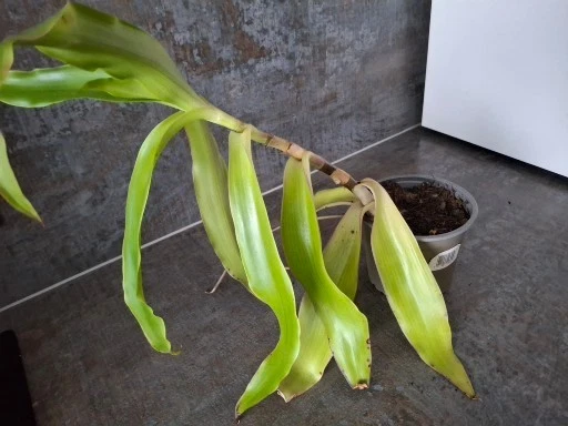 xanthosoma variegata Xanthosoma Medium / White main image 1
