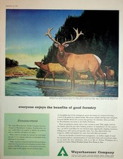 Original 1959 Vintage Print Ad: OLYMPIC ELK on a Weyerhaeuser tree
