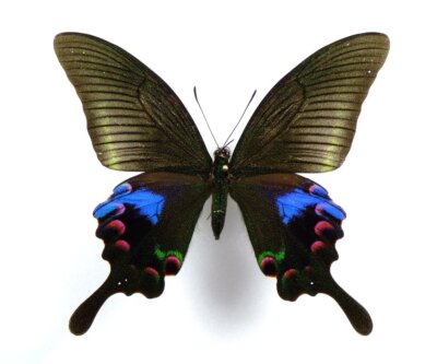 Papilio arcturus ssp. arcturus Weibchen